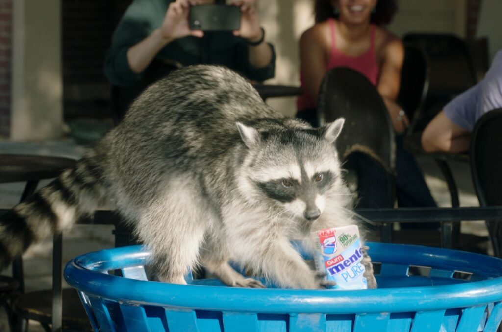 Mapaches que reciclan